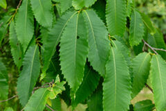 Small image of A closeup of the long green leaves of an American chestnut shows lance-shaped tips and hooked teeth along their edges.