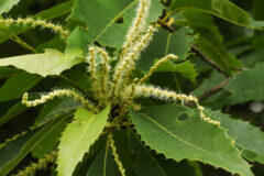 Small image of A multi-stemmed cluster of the pollen-producing flowers of an American chestnut.