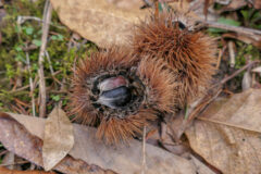 Small image of The brown, spiky seed pod of an American chestnut lies on the forest floor, split open to reveal dark fuzzy chestnuts.