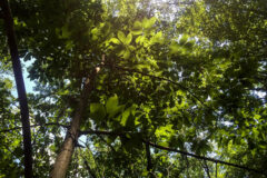 Small image of An upwards view of the branches and leaves of an American chestnut.