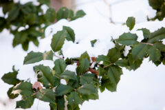 Small image of The bright green leaves of an American holly covered in snow.