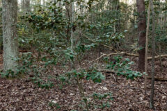 Small image of An American holly grows in the understory of a forest in winter.