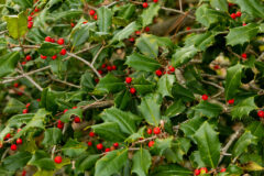 Small image of A closeup view of the bright red berries and green, spine-tipped leaves of an American holly.