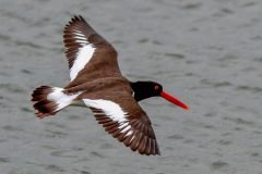 Small image of An American oystercatcher flies over gray-green water, its open wings displaying their characteristic white stripes.