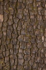 Small image of A closeup of the bark of an American persimmon.