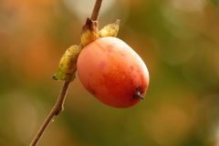 Small image of A closeup of a single orange fruit of an American persimmon.