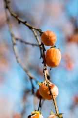 Small image of A closeup of the orange fruits of an American persimmon hanging at the end of a bare branch.