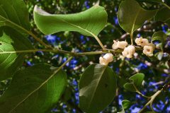 Small image of A closeup of the oval leaves and white, tubular flowers of an American persimmon.