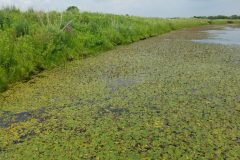 Small image of A thick mat of American pondweed grows along the edge of a river.