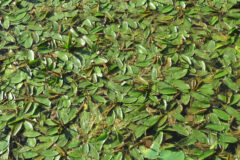 Small image of A closeup of floating, oval-shaped American pondweed leaves.