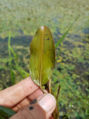 Small image of A hand holds an oval-shaped American pondweed leaf.