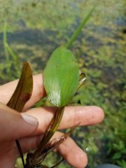 Small image of A hand holds a blade-like American pondweed leaf.