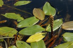 Small image of A club-shaped set of densely packed flowers emerges from a floating mat of American pondweed.