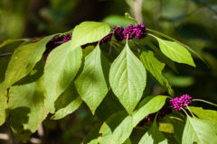 Small image of Several bunches of magenta-colored fruit grow on a thin beautyberry branch.