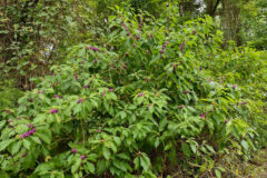 Small image of Large beatyberry shrub several feet wide and high.