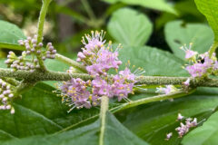 Small image of Cluster of light-pink flowers popping out of green branches.