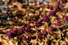 Small image of Cluster of fruit stand out against dry, fall leaves on the ground.