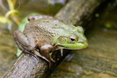 Small image of Bullfrog rests on a stick across a stream.