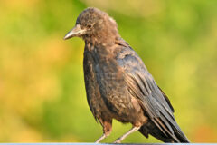 Small image of A brown, juvenile American crow is perched on a branch.