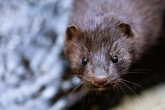 Small image of An American mink looks directly at the camera, showing its dark brown fur, rounded ears and small black eyes.