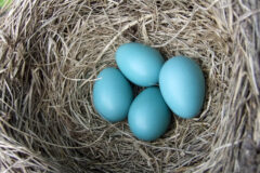 Small image of Four light blue eggs lay in a nest.