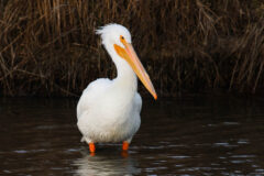 Small image of A large white pelican wades in shallow water.