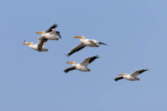 Small image of Five white pelicans fly through the sky.
