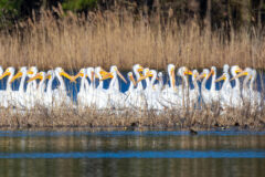 Small image of A flock of white pelicans sit on a marsh grass island.
