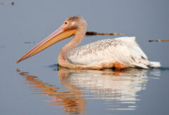 Small image of A juvenile white pelican swims in water.