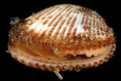 Small image of A close-up view of a transverse ark, which is mostly white with light pink at the edges.