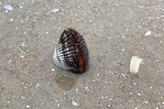 Small image of A blood ark is anchored into the sand, its shell partly open.