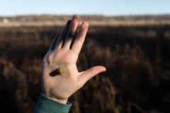 Small image of The green seed pod of an arrow arum sticks to the palm of a hand held high.