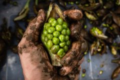 Small image of A muddy hand holds an arrow arum seed pod, split open to reveal a dense cluster of more than two dozen bright green seeds.