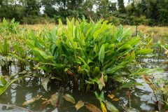 Small image of A large clump of arrow arum grows in a wet marsh.