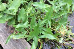 Small image of A closeup of long, thick, arrowhead-shaped arrow arum leaves.