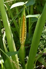 Small image of A closeup of an arrow arum's yellowish-white flower spike, contained in a green sheath.