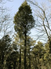 Small image of A tall Atlantic white cedar grows in a wooded area.