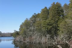 Small image of Several Atlantic white cedars grow on the bank of a river.