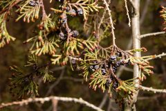 Small image of A closeup of fan-like Atlantic white cedar leaves and small, blue-gray cones.