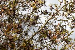 Small image of A closeup of an Atlantic white cedar branch shows fan-like sprays of scaly, flattened, green and bluish-green leaves.