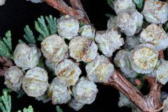 Small image of A closeup of small, blue-gray Atlantic white cedar cones.