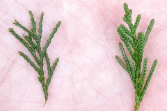 Small image of The green, needle-like leaves of an Atlantic white cedar and eastern red cedar look similar as they sit next to each other in the palm of a hand.