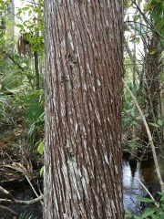 Small image of A closeup of reddish-brown Atlantic white cedar bark.