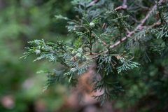 Small image of A closeup of fan-like Atlantic white cedar leaves and small, blue-gray cones.