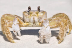 Small image of A ghost crab's white and light yellow coloring helps it blend into a sandy beach.