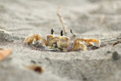 Small image of A ghost crab crouches on a sandy beach.