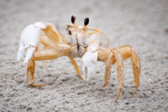 Small image of A ghost crab stands on a sandy beach with its two white claws lifted.