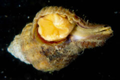 Small image of A yellowish snail inside its shell.