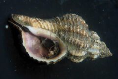 Small image of An empty Atlantic oyster drill shell reveals a purplish interior.