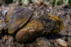 Small image of Two yellowish-green Atlantic ribbed mussels on a muddy shoreline.